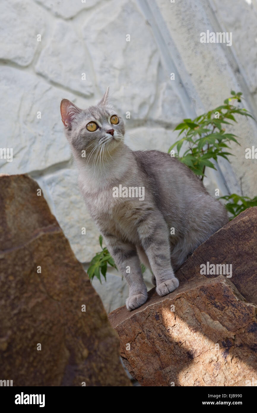 cat lies on a stone in the garden Stock Photo