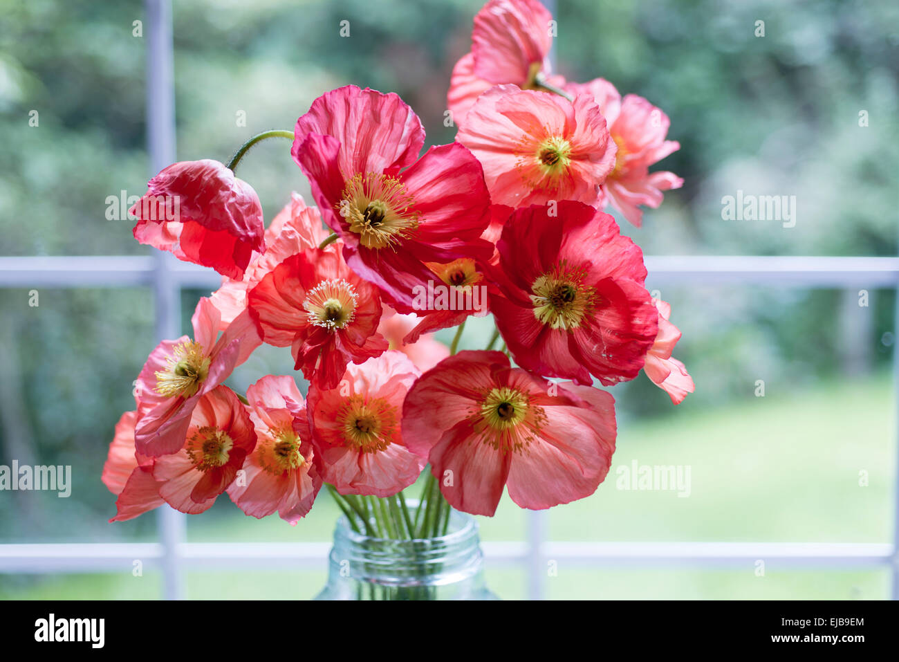 Bouquet of Icelandic poppy, Papaver nudicaule Stock Photo - Alamy