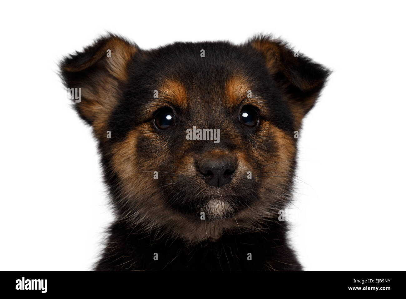 puppy sadly looking at right Stock Photo