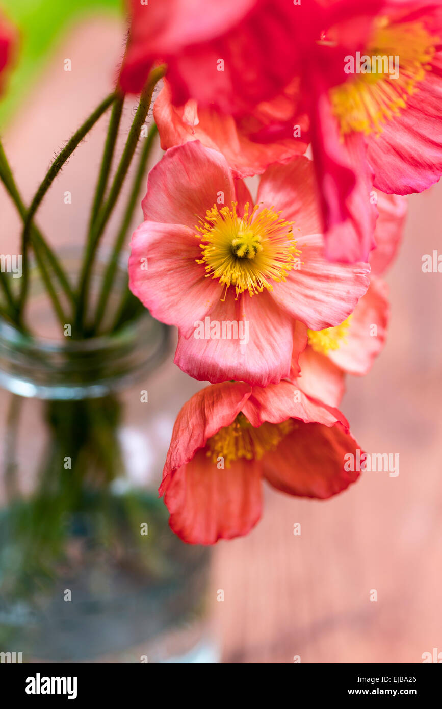 Bouquet of Icelandic poppy, Papaver nudicaule Stock Photo - Alamy