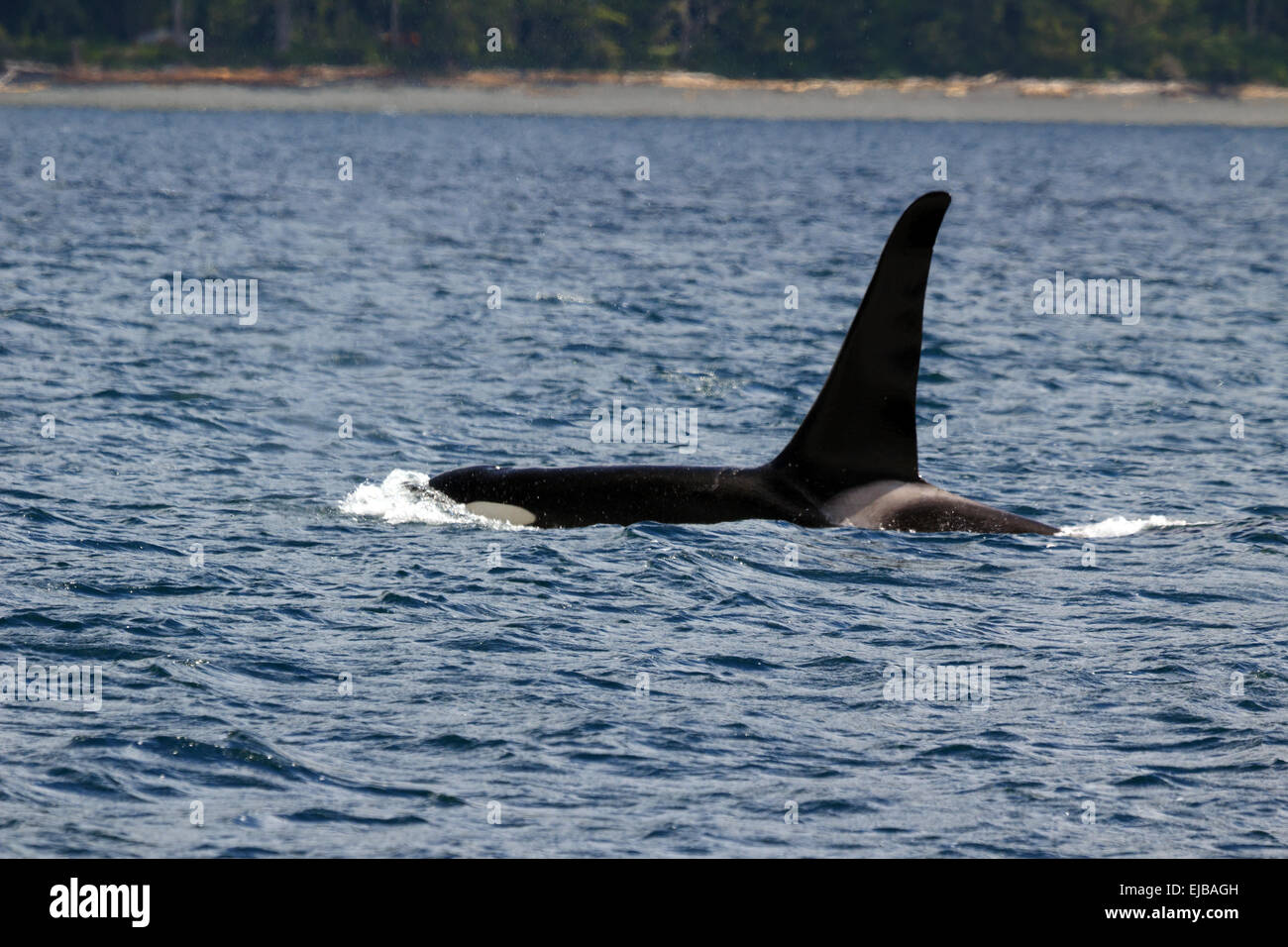 Orca Stock Photo