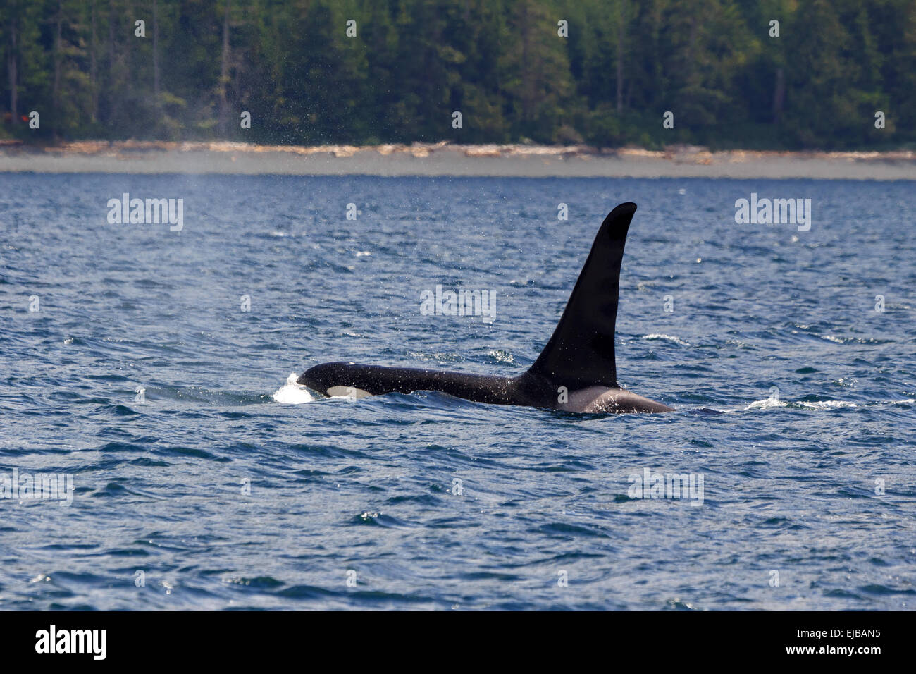 Orca Stock Photo