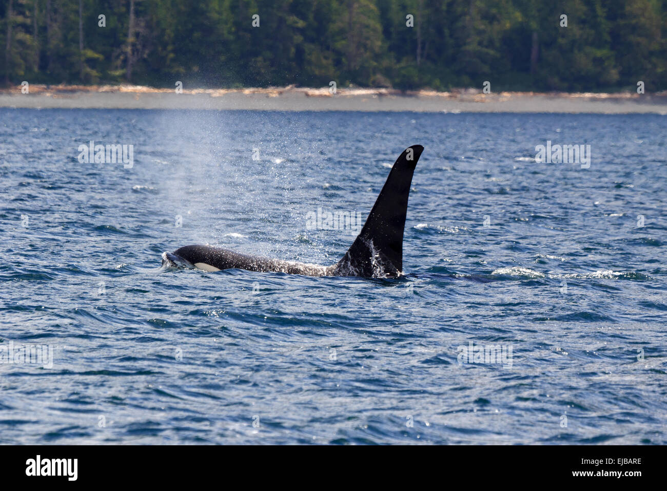 orca Stock Photo