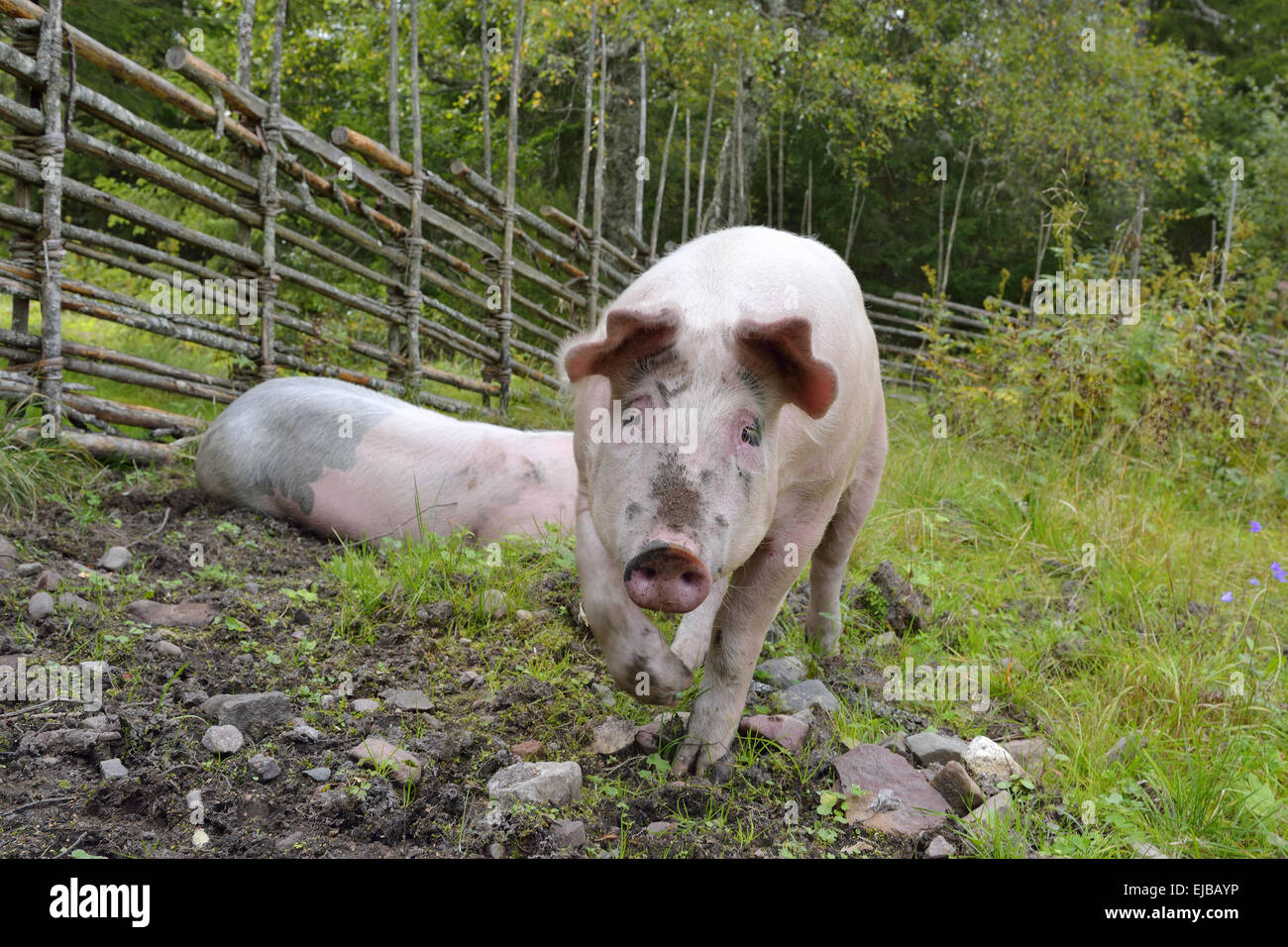 Domestic pigs Stock Photo