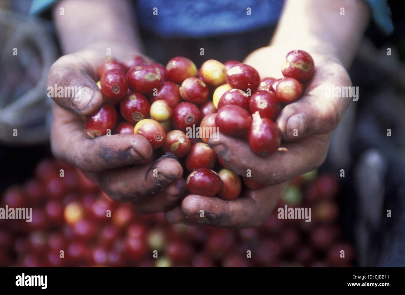 LATIN AMERICA HONDURAS COPAN Stock Photo - Alamy