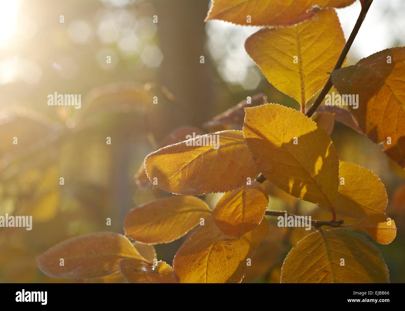 Autumn maple leaves background Stock Photo - Alamy