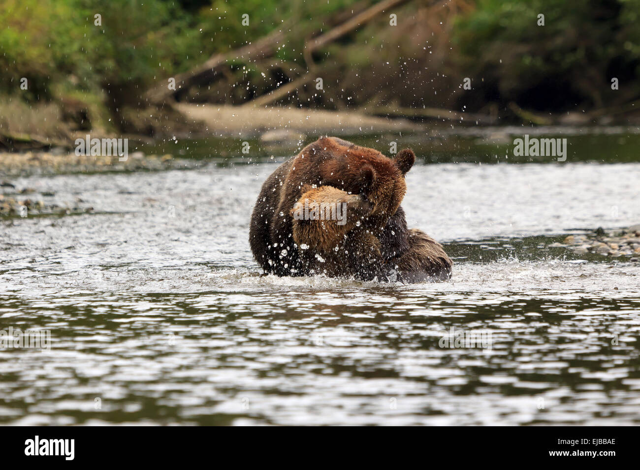 Grizzlys Stock Photo