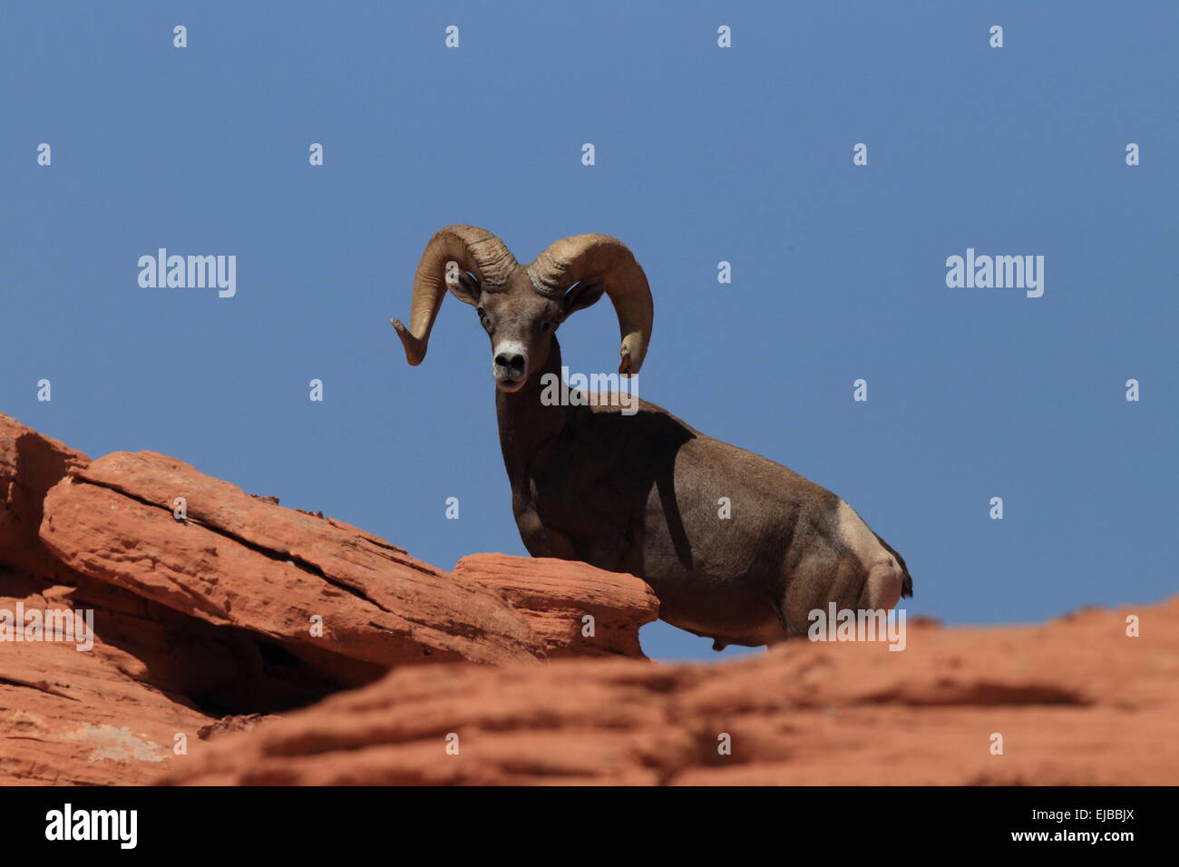 Bighorn sheep Valley of Fire Nevada Stock Photo