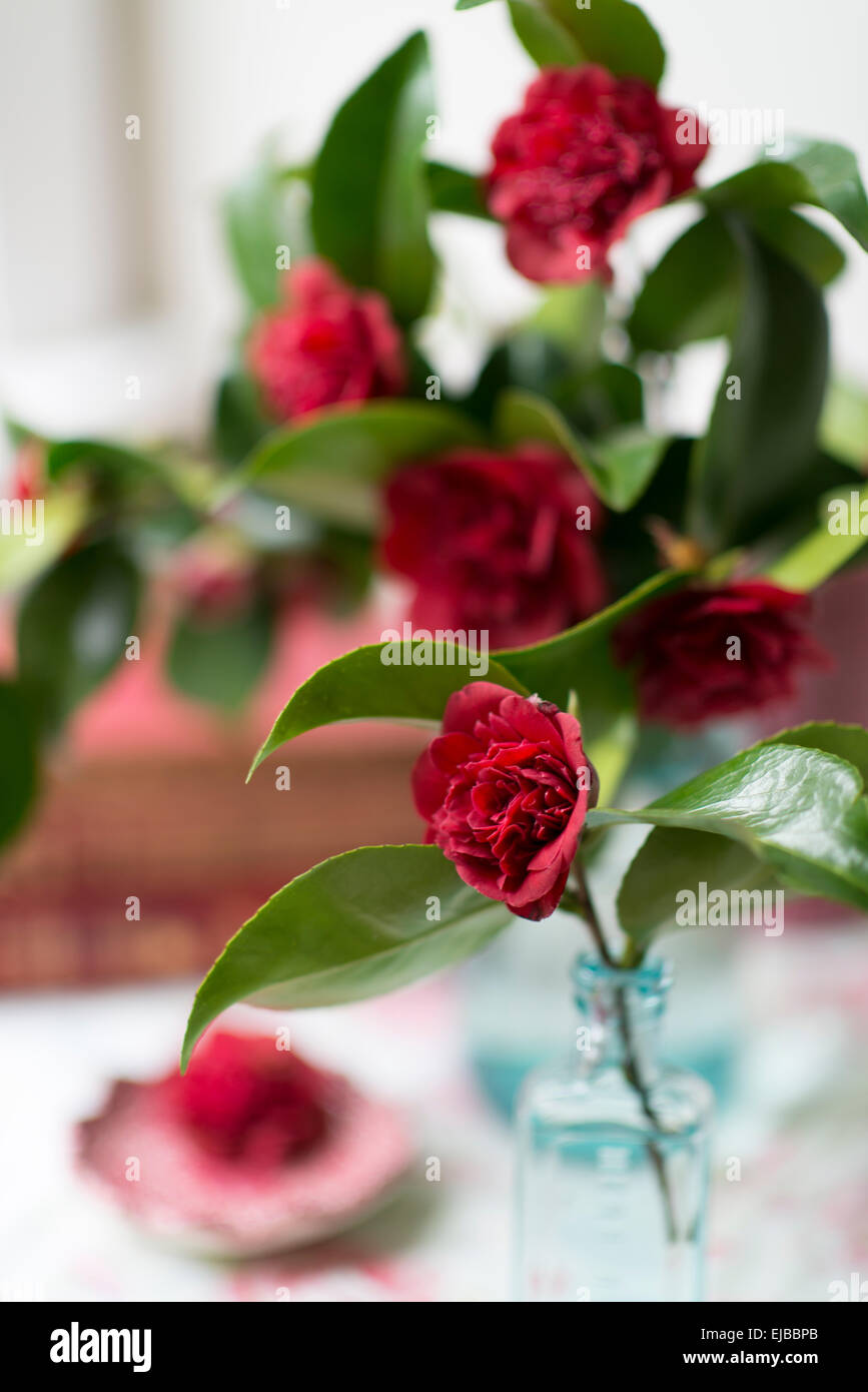 Cut blossoms of red camellia in blue jars with vintage books in front of a window Stock Photo