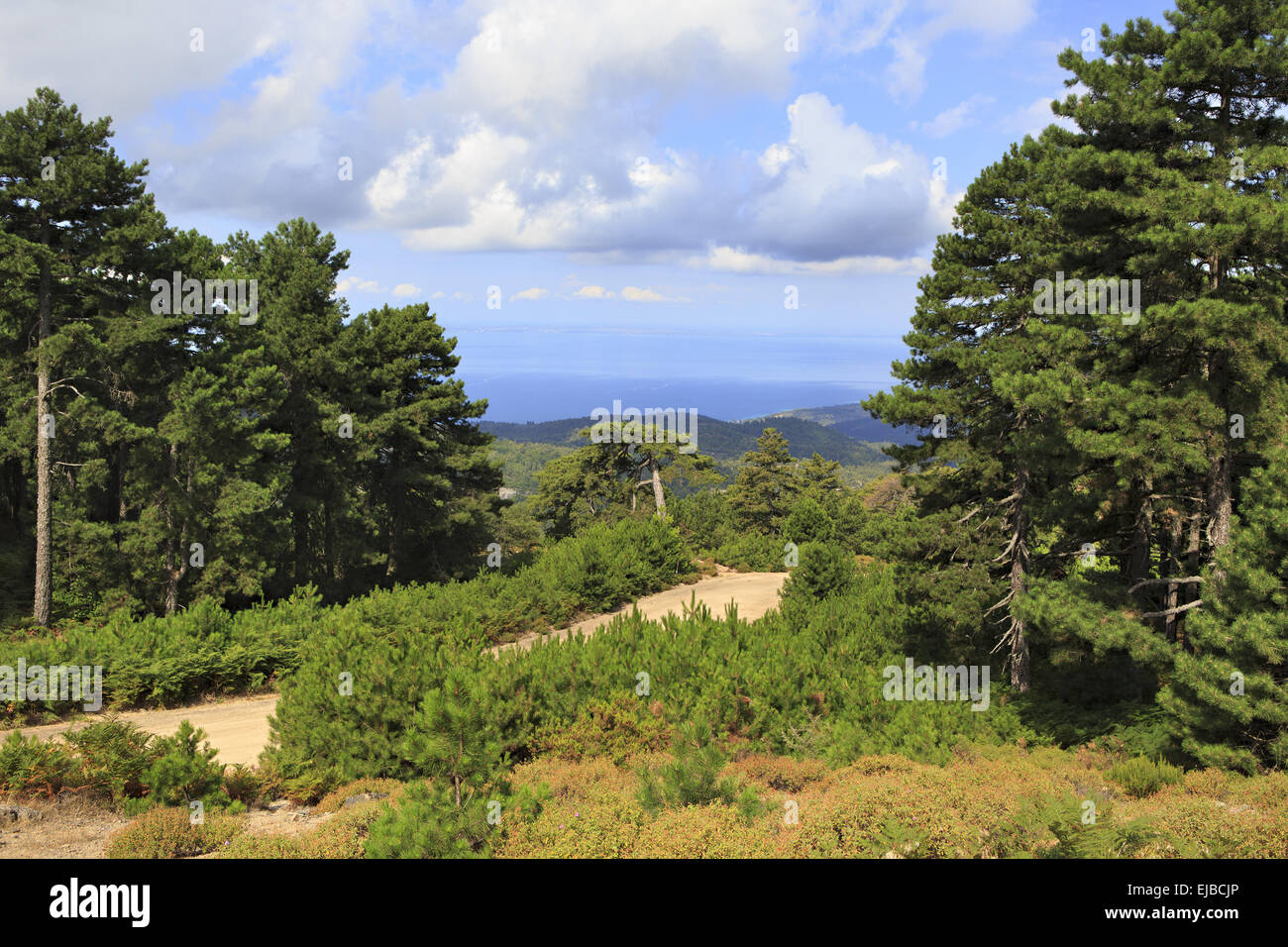 Beautiful pine trees hi-res stock photography and images - Alamy