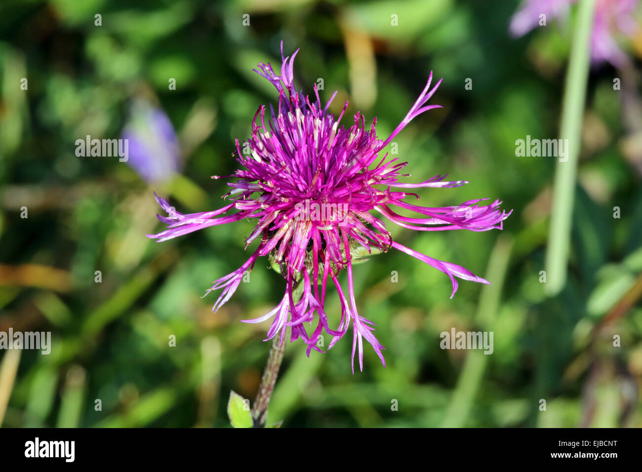 Centaurea scabiosa ssp. alpestris Stock Photo
