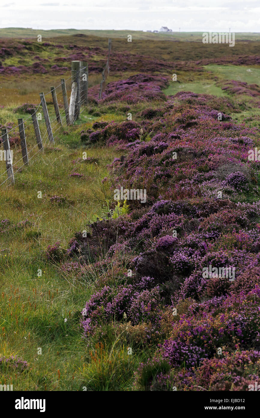 Heather, South Uist, Outer Hebrides, Scotland Stock Photo