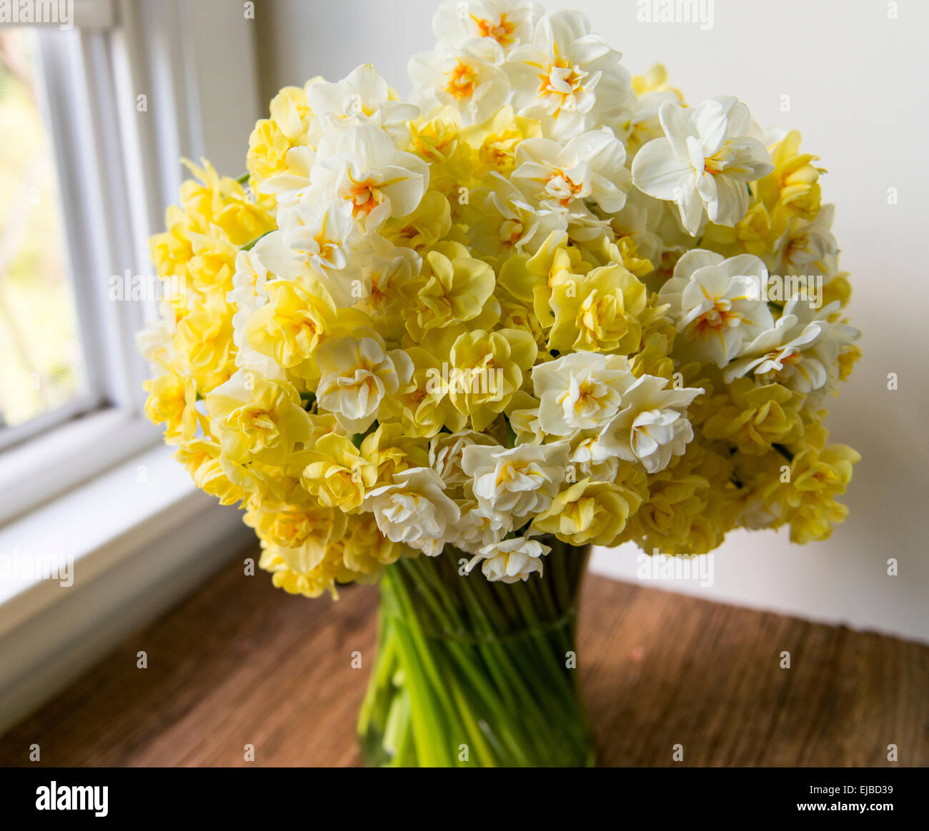 Cheerfulness Narcissus High Resolution Stock Photography And Images Alamy