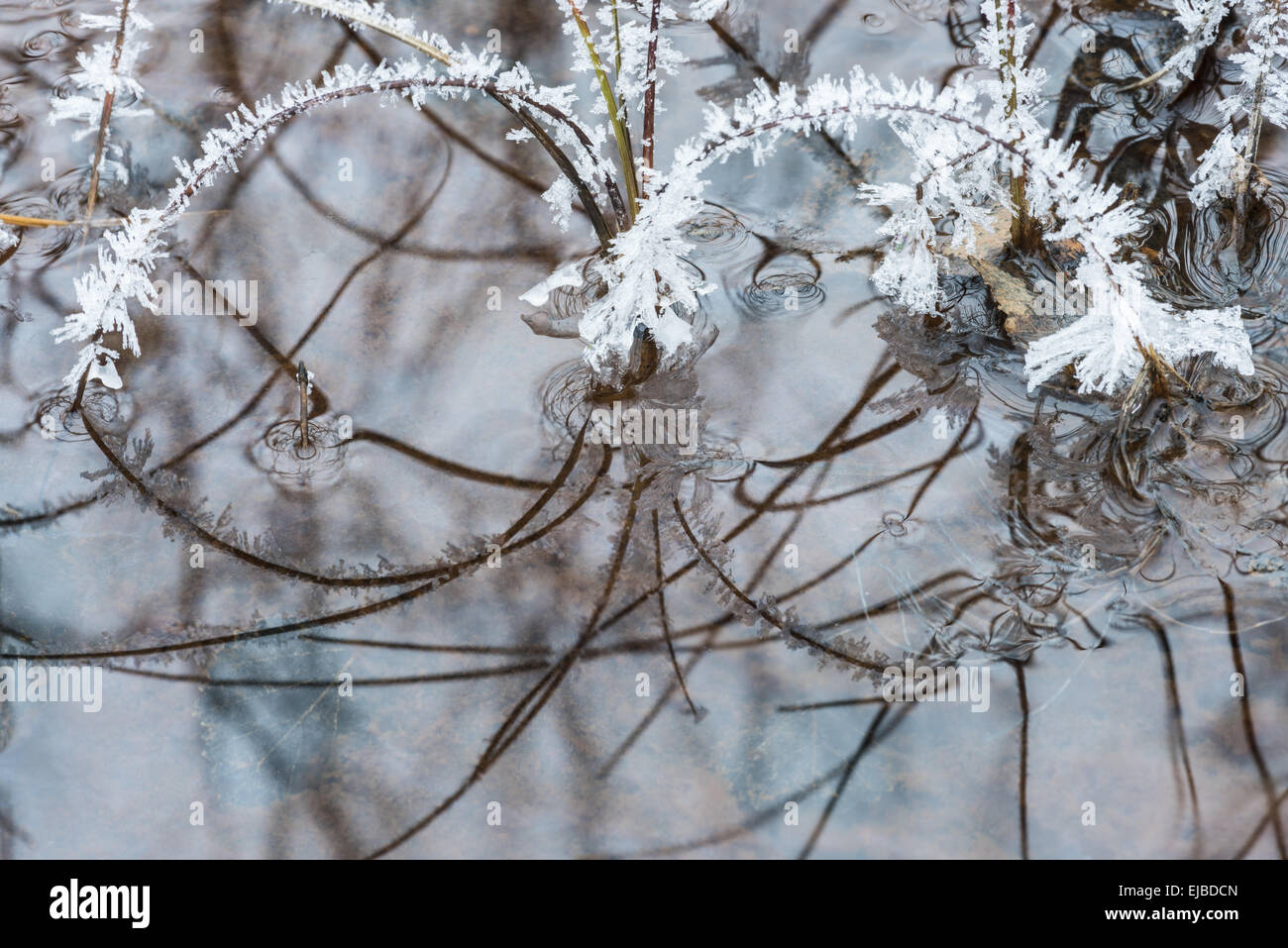 frost covered reed, Lapland, Sweden Stock Photo