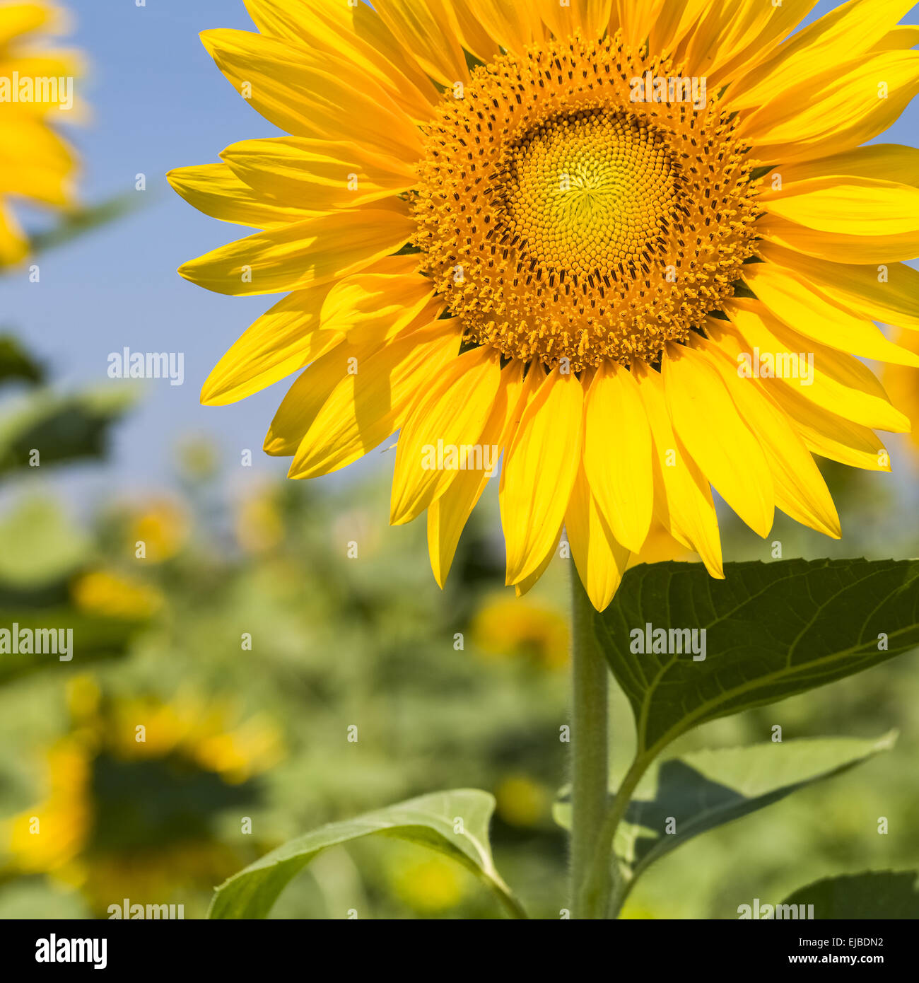 Sunflower in agriculture hi-res stock photography and images - Alamy image.