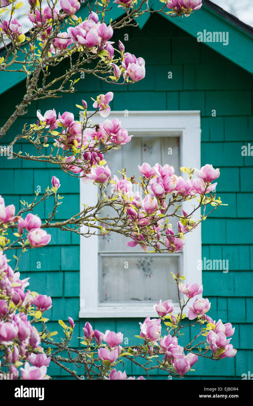 Pink magnolia blossoms in front of window in green house Stock Photo