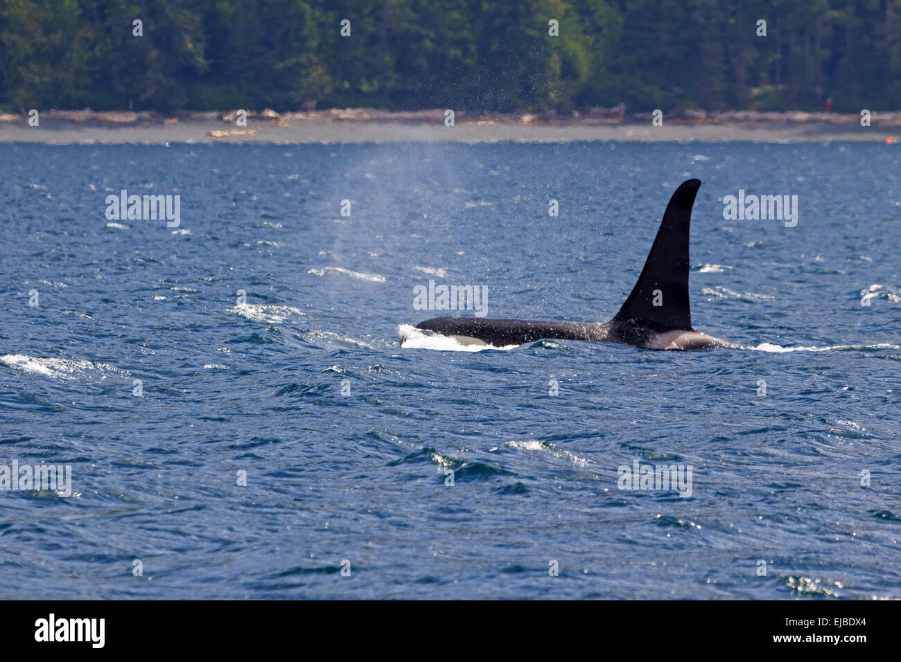 orca Stock Photo