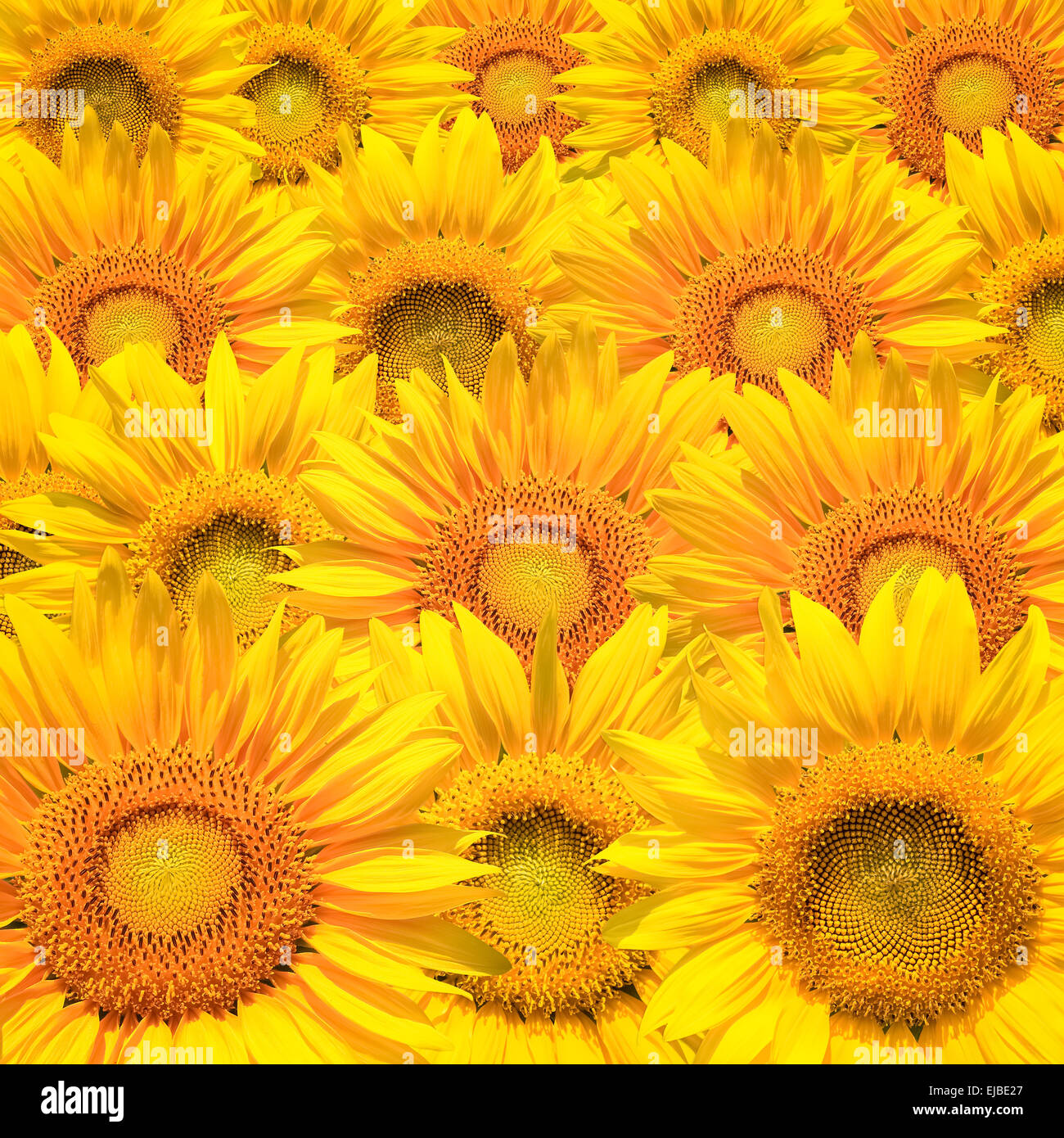 sunflower background closeup Stock Photo Alamy