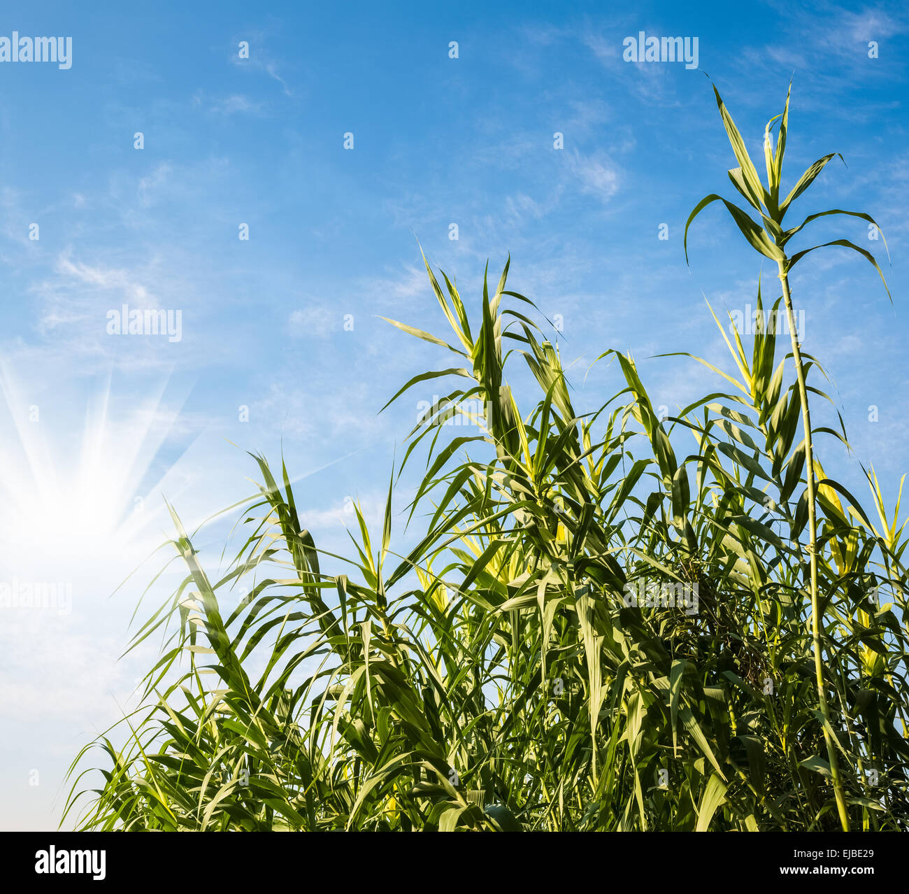 green reed grass and blue sky Stock Photo