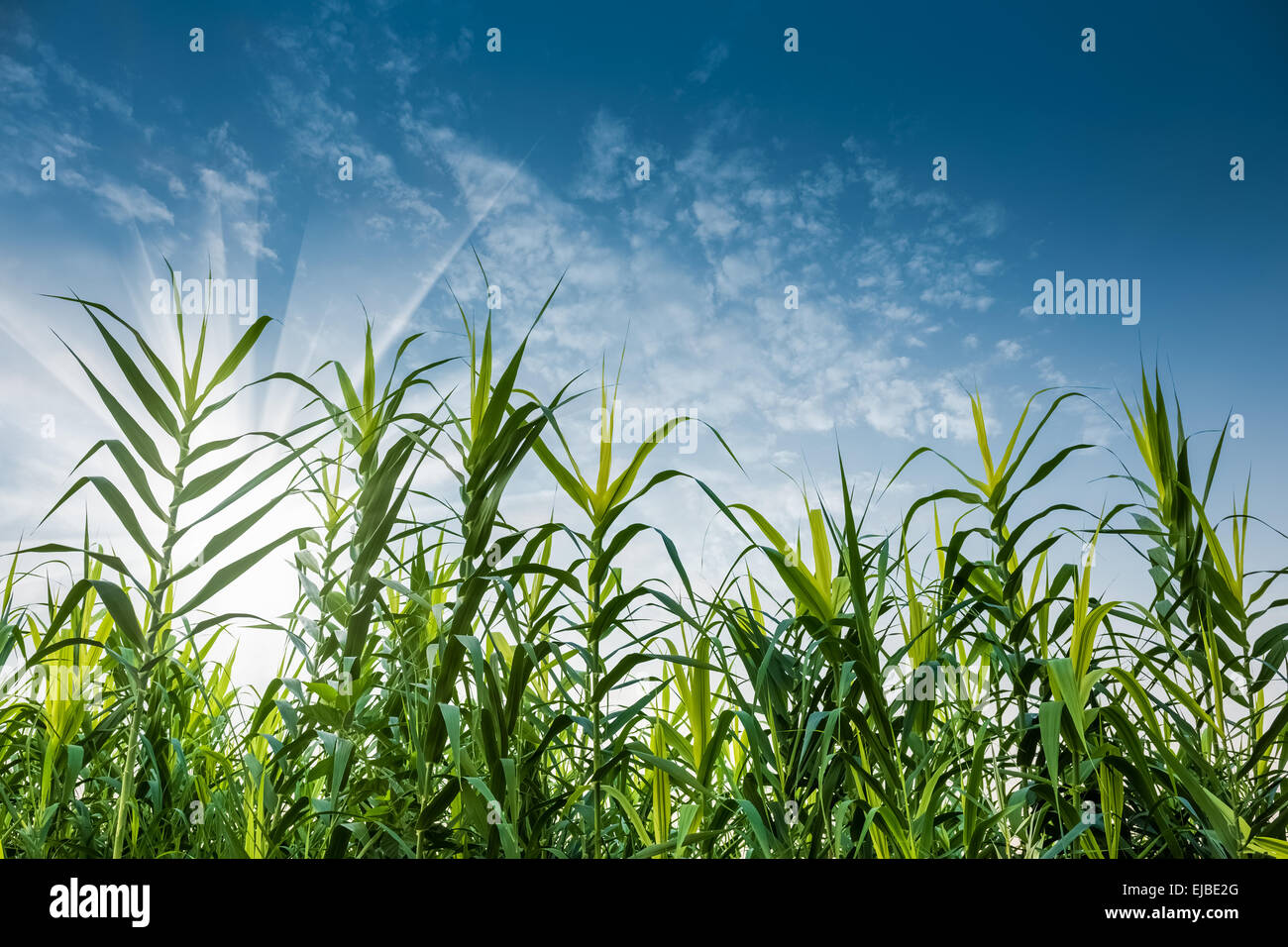 green reed grass and blue sky Stock Photo