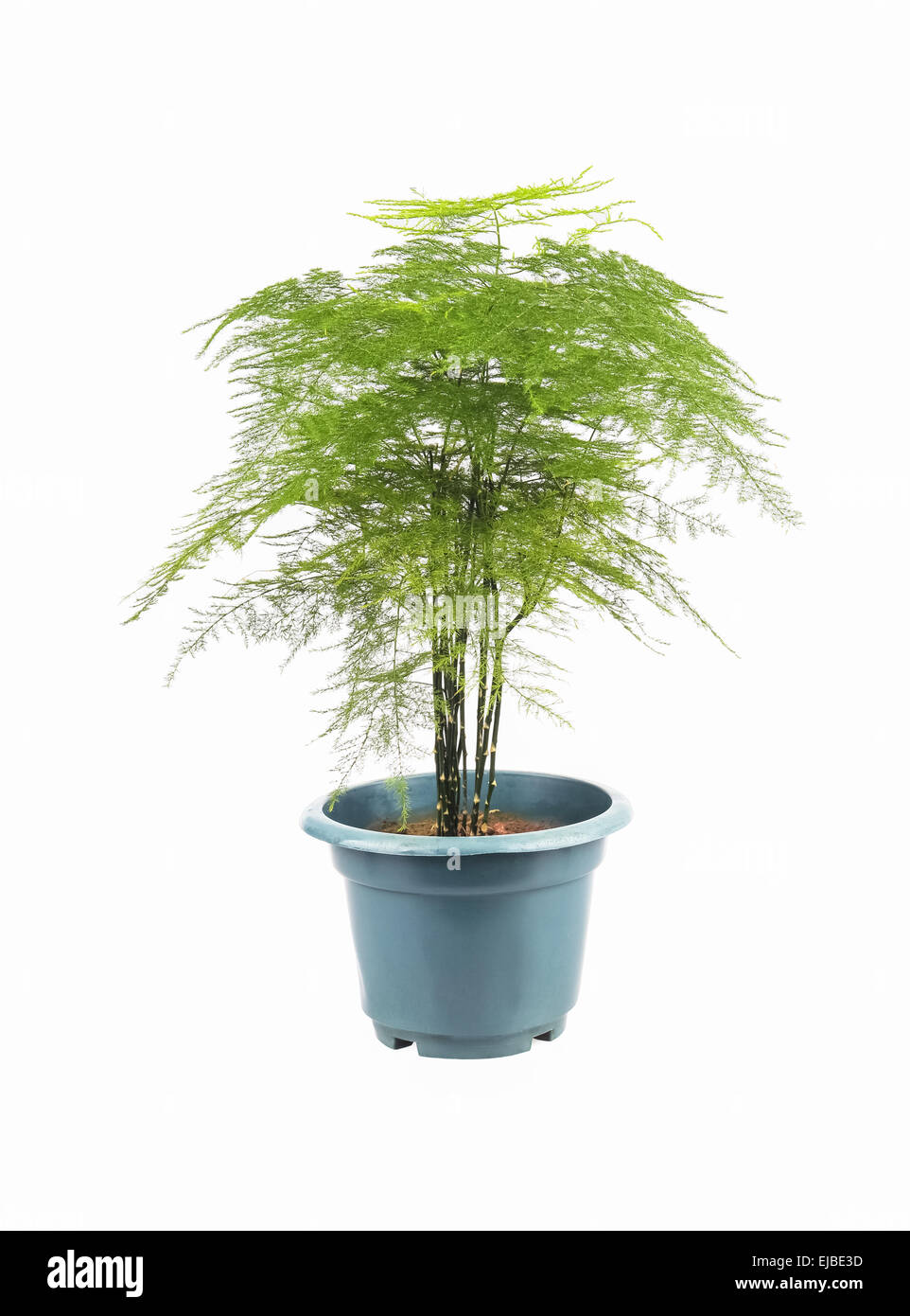 Asparagus fern hires stock photography and images Alamy