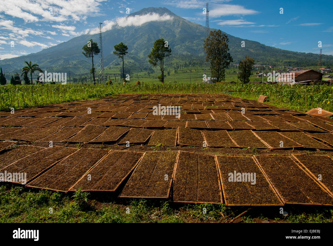 Sun-dried tobacco in a tobacco producing village in Temanggung, Central Java, Indonesia. Stock Photo