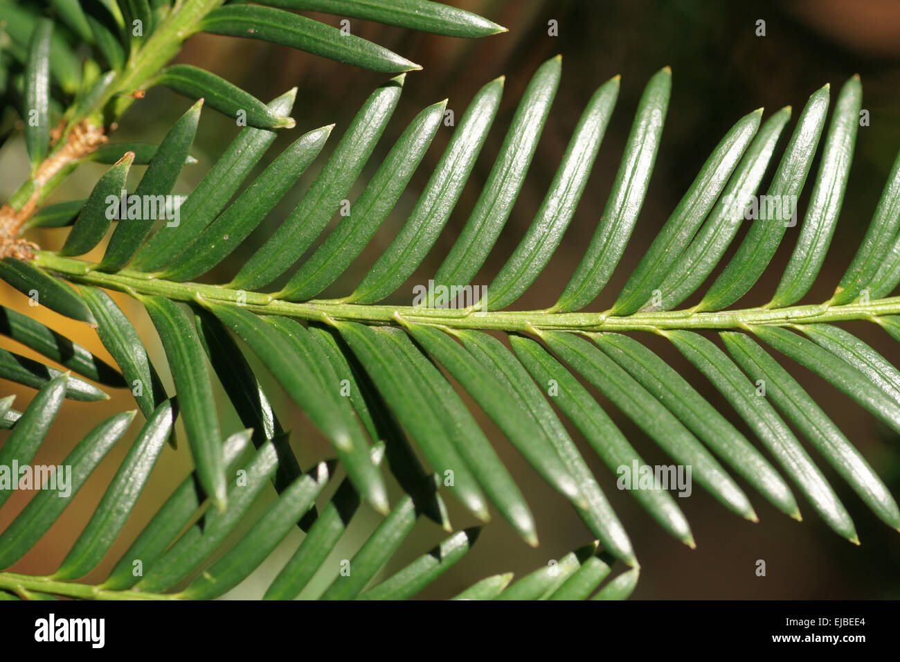 Yew Stock Photo - Alamy