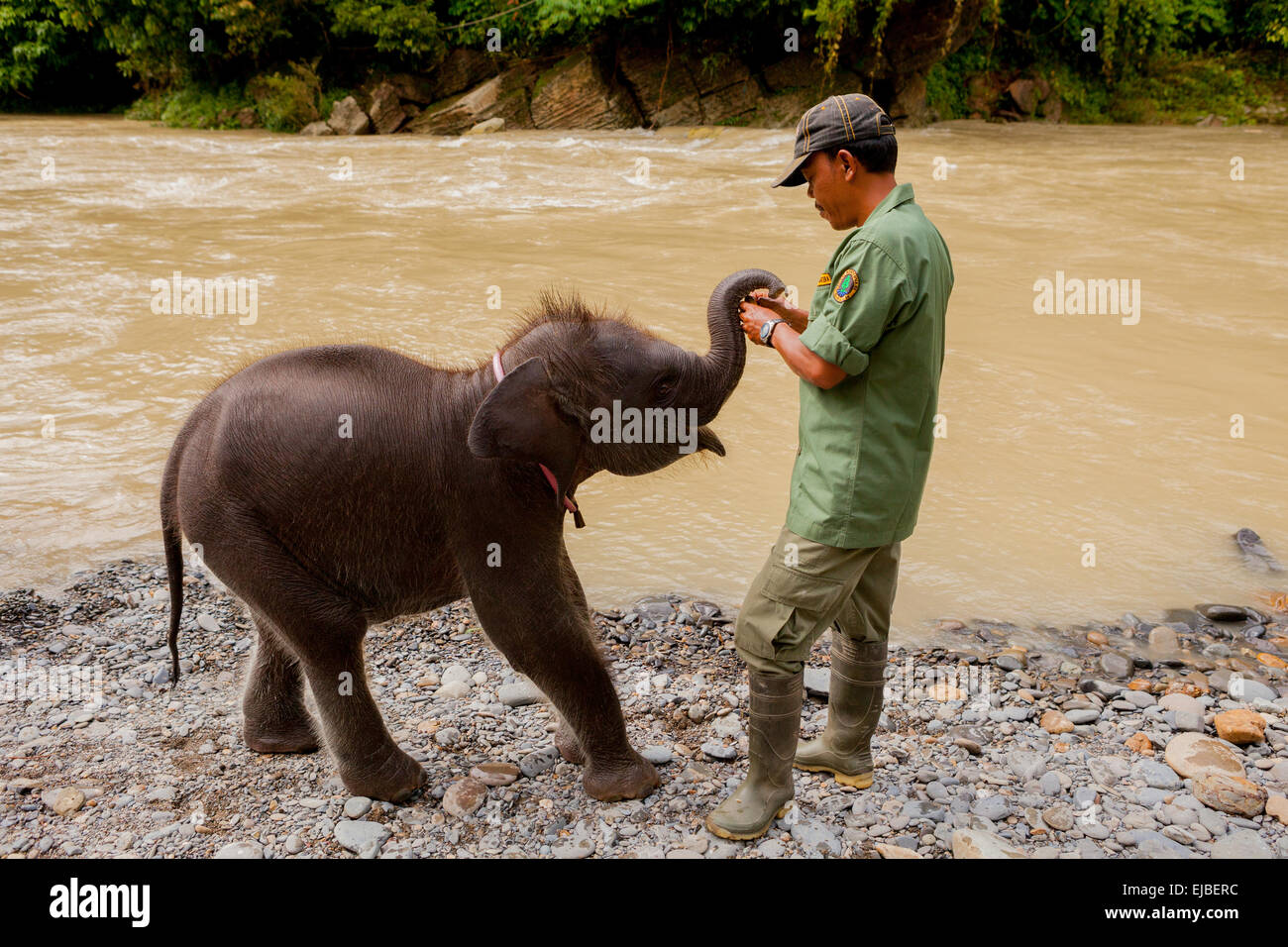 National Park ranger and female baby elephant named Amelia in Gunung Leuser National Park, Sumatra. Stock Photo