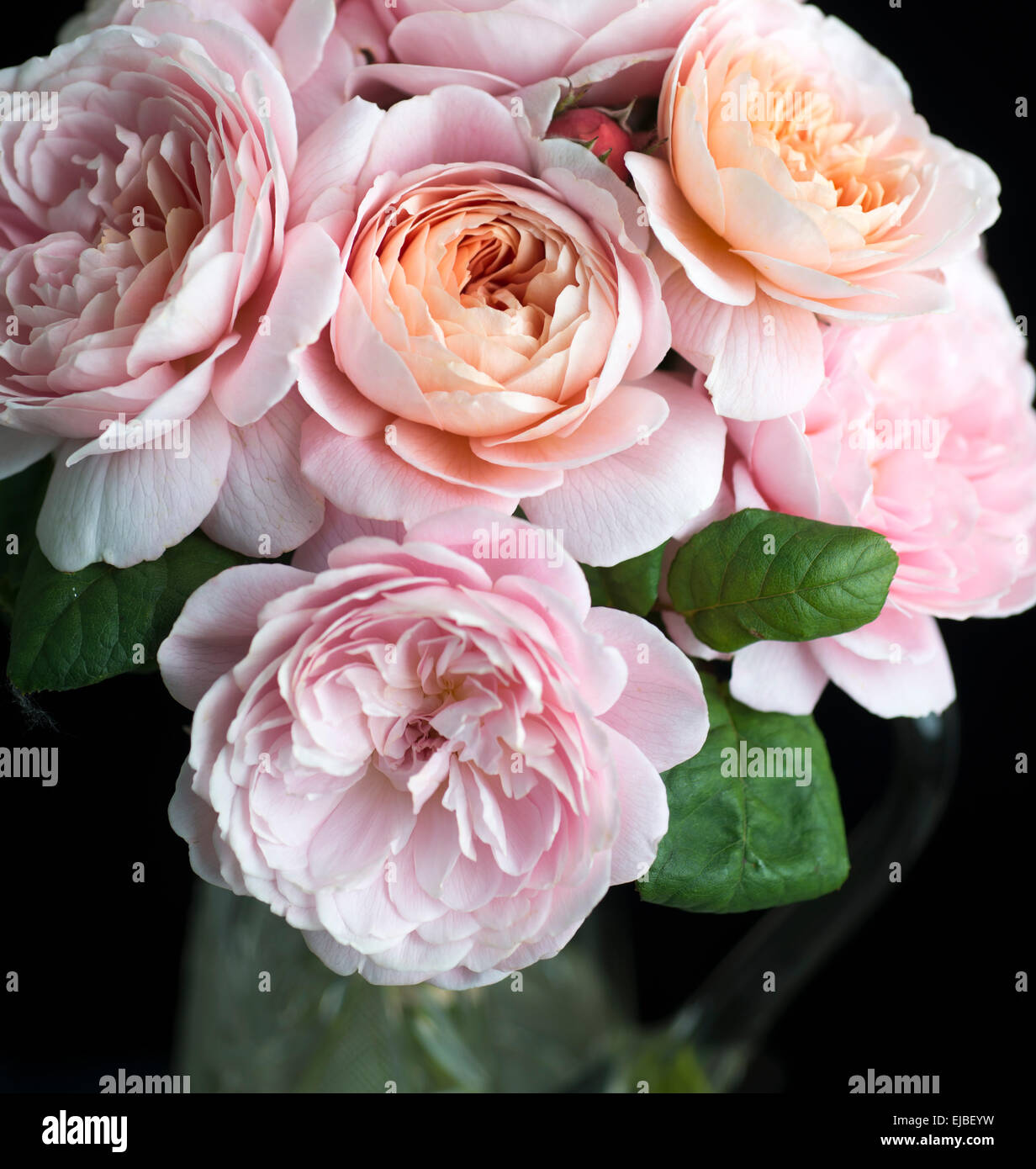 Rosa Queen of Sweden, a David Austin English rose, cut and in vase Stock Photo