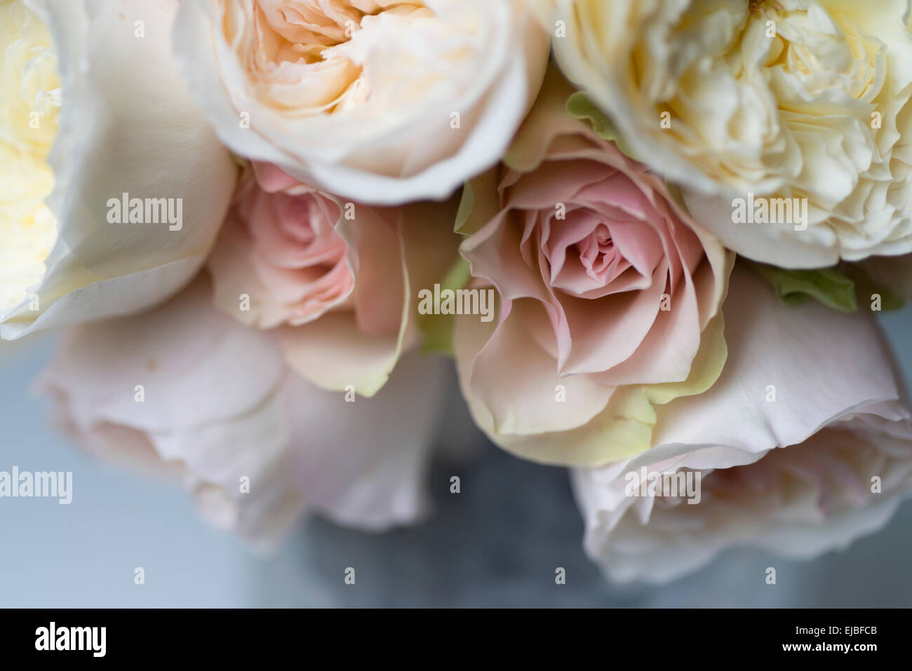 Bouquet Of David Austin English Rose Patience With Other English