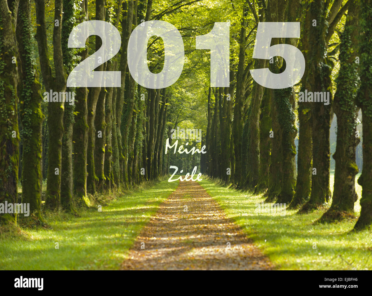 tree alley shows the way to 2015 Stock Photo