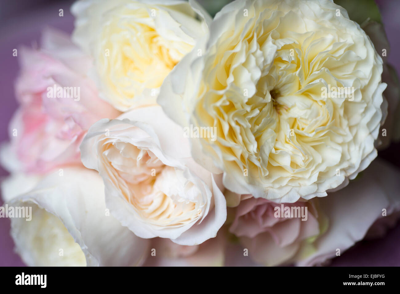 Bouquet Of David Austin English Rose Patience With Other English