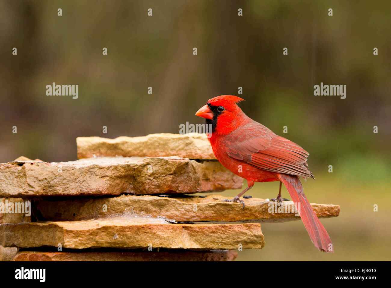 Stationary Male Northern Cardinal, Cardinalis cardinalis Stock Photo