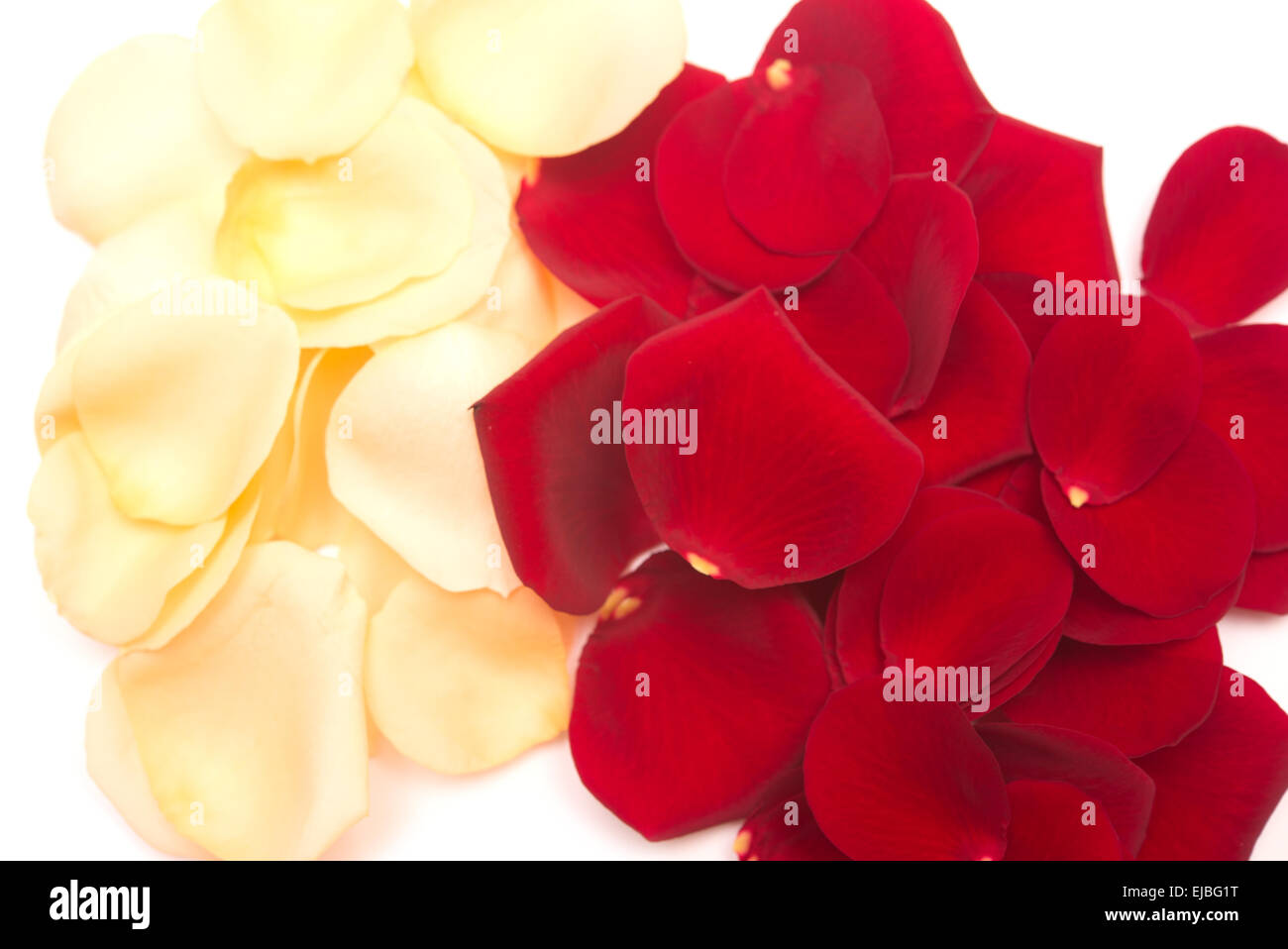 Variegated rose petals hi-res stock photography and images - Alamy