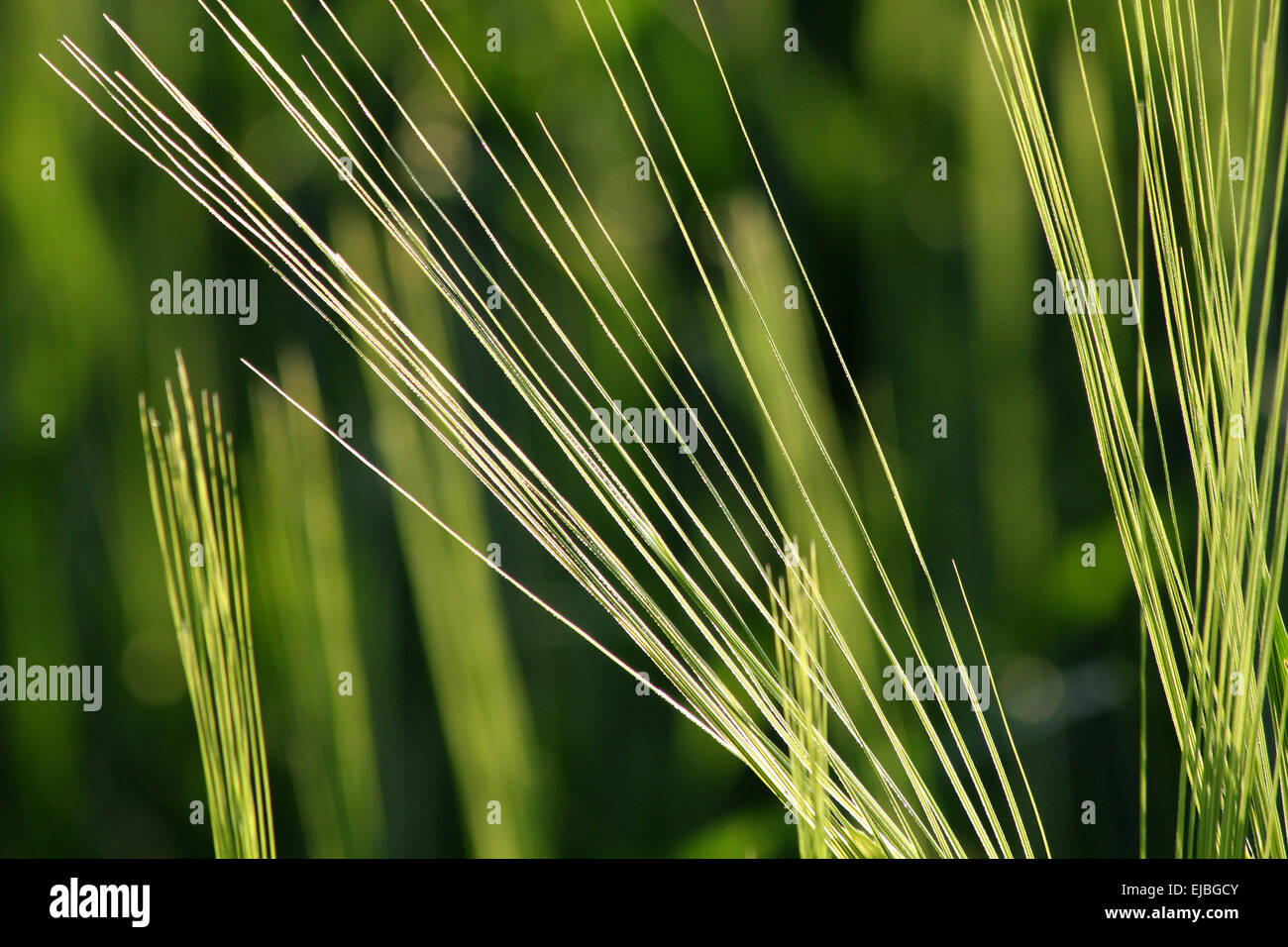 Awns Of Barley Stock Photo Alamy