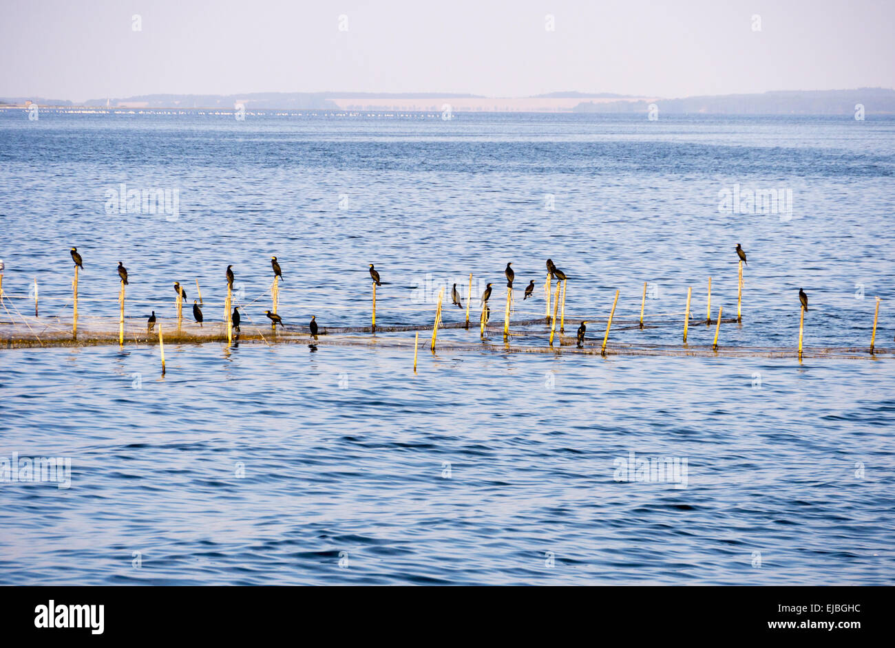 Cormorants on networks at the bay Stock Photo