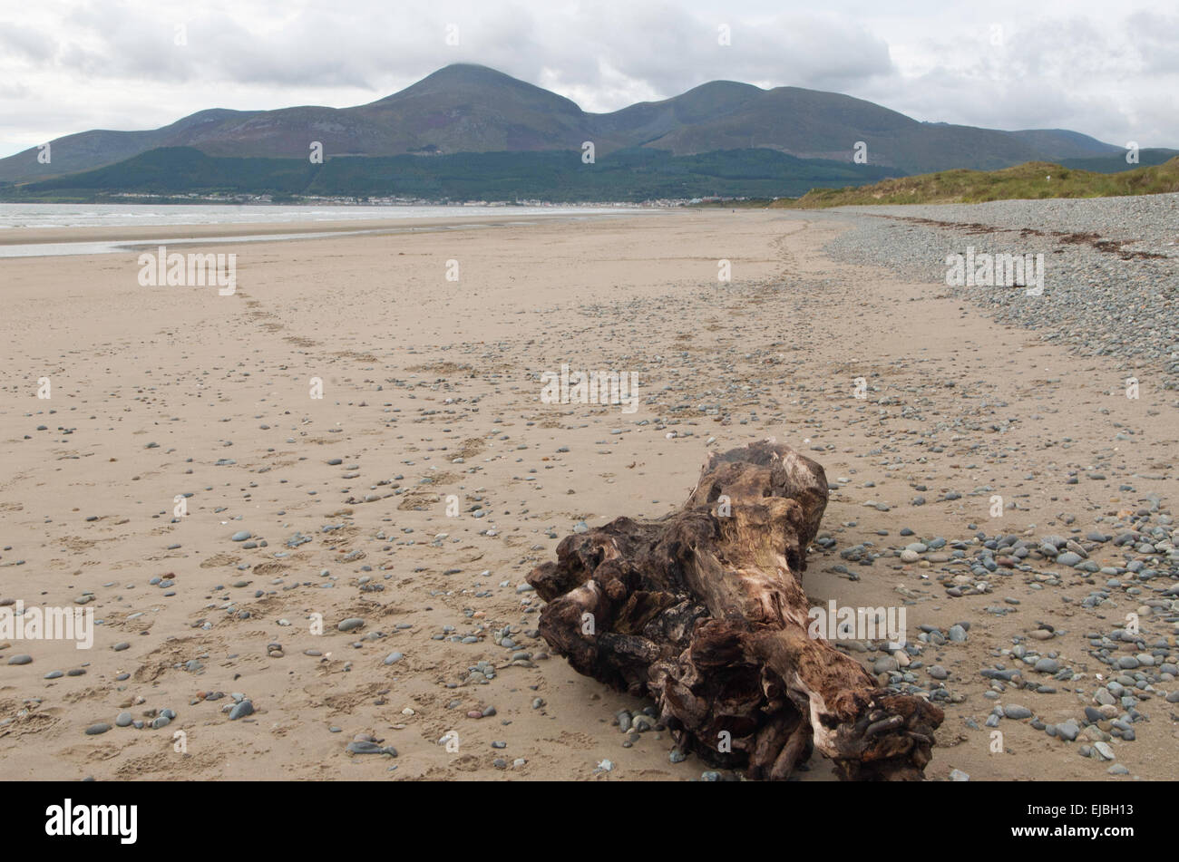 Beach at Dondrum Bay, Murlough National Nature Reserve with a view of Slieve Donard Stock Photo