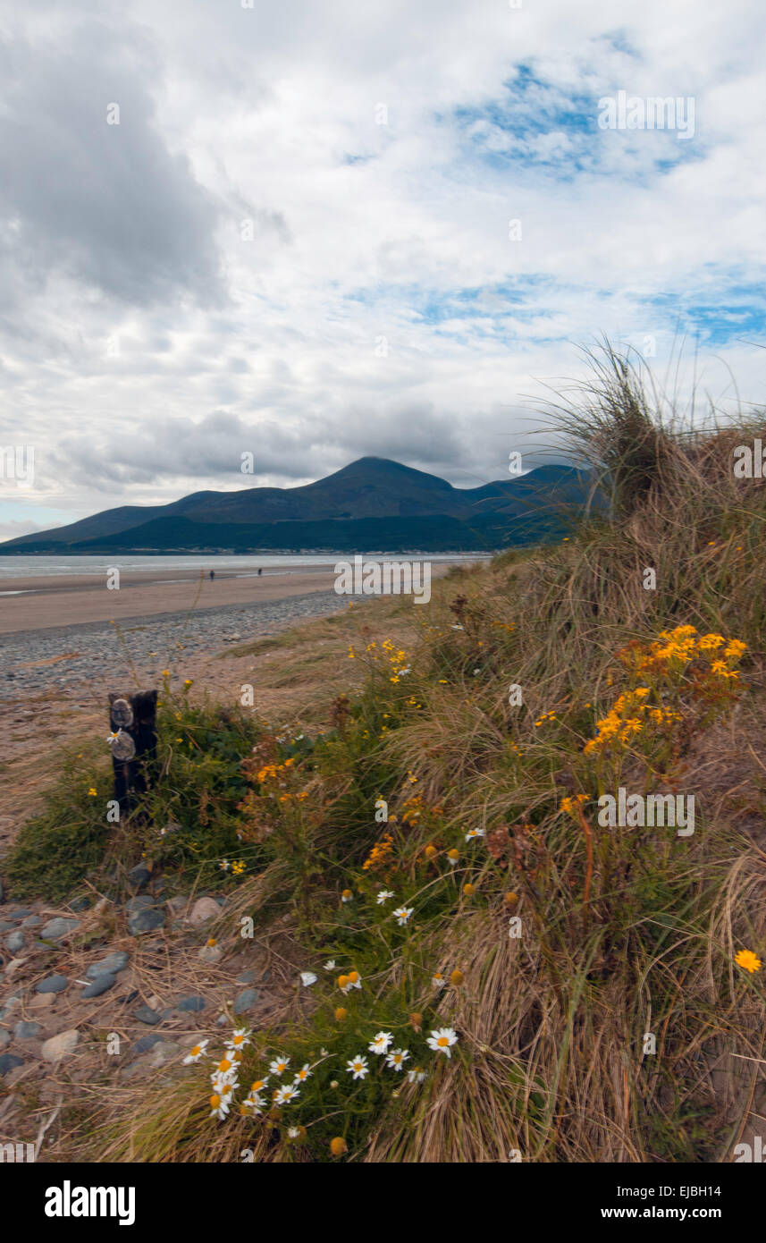 Murlough National Nature Reserve, County Down, Ireland with a view of Slieve Donard Stock Photo