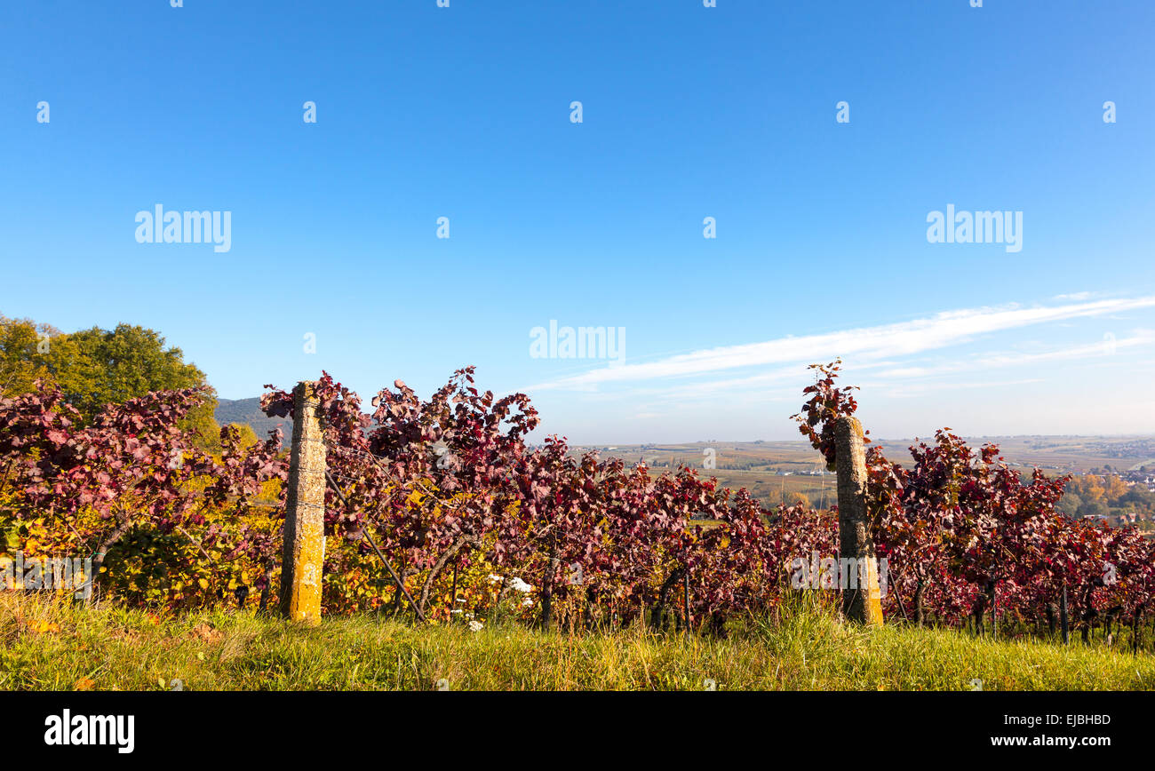 View over vineyards in the Rhine plain Stock Photo
