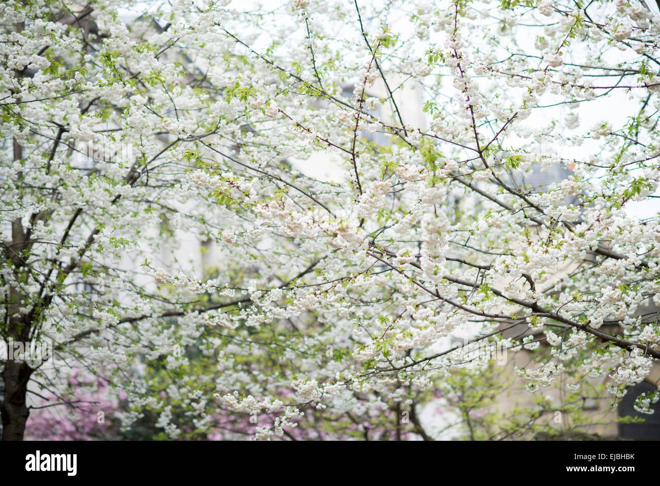 Mount Fuji cherry trees blooming in   in Paris, France Stock Photo