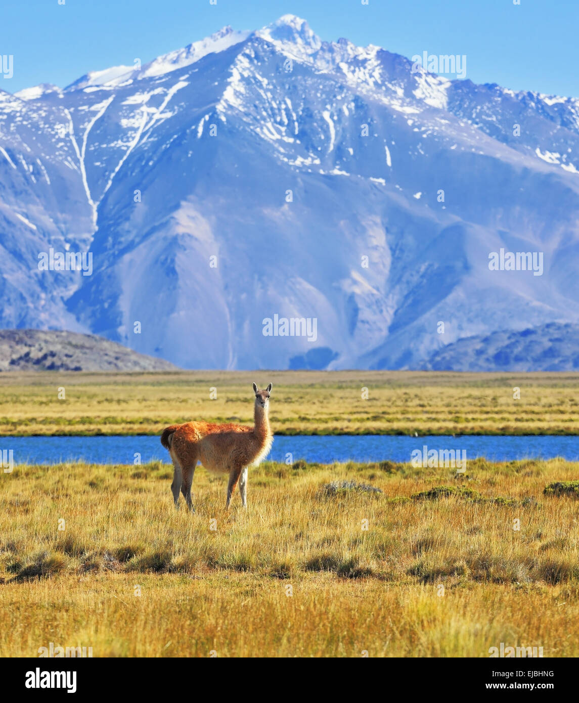 Patagonia, Perito Moreno National Park Stock Photo