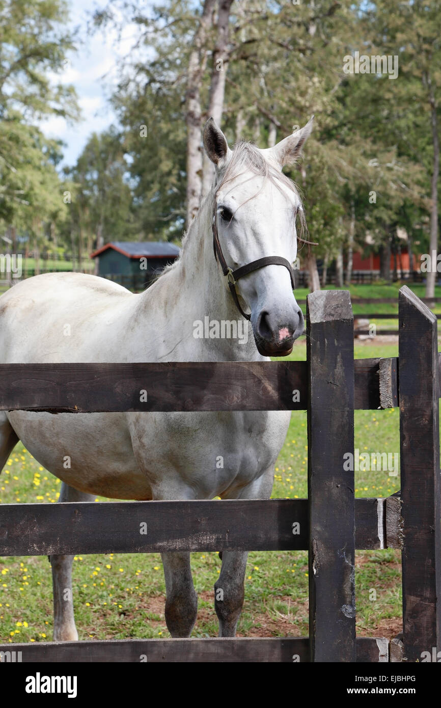 Thoroughbred white horse Stock Photo