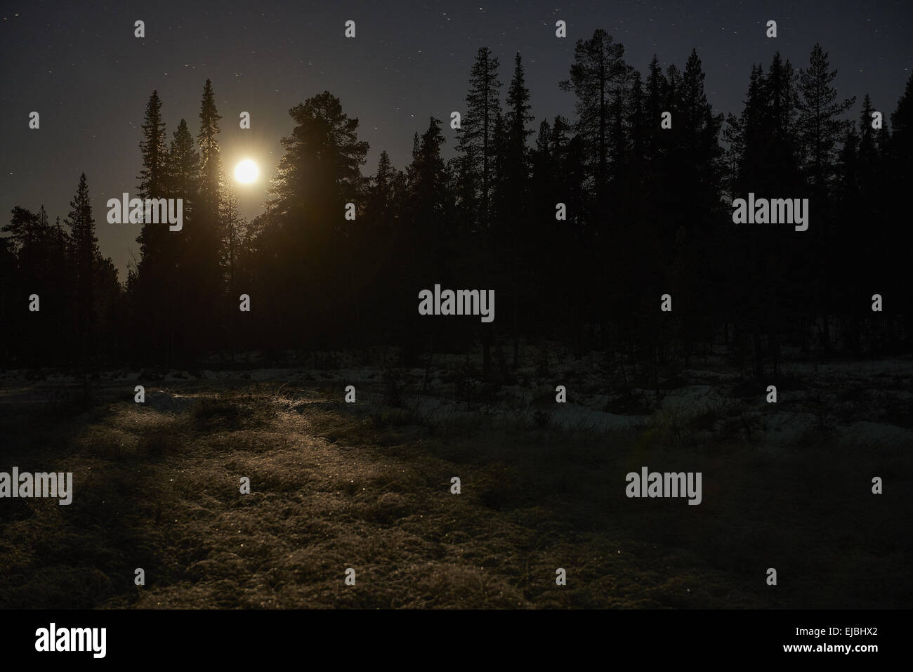 moonlit forest, Muddus NP, Lapland, Sweden Stock Photo