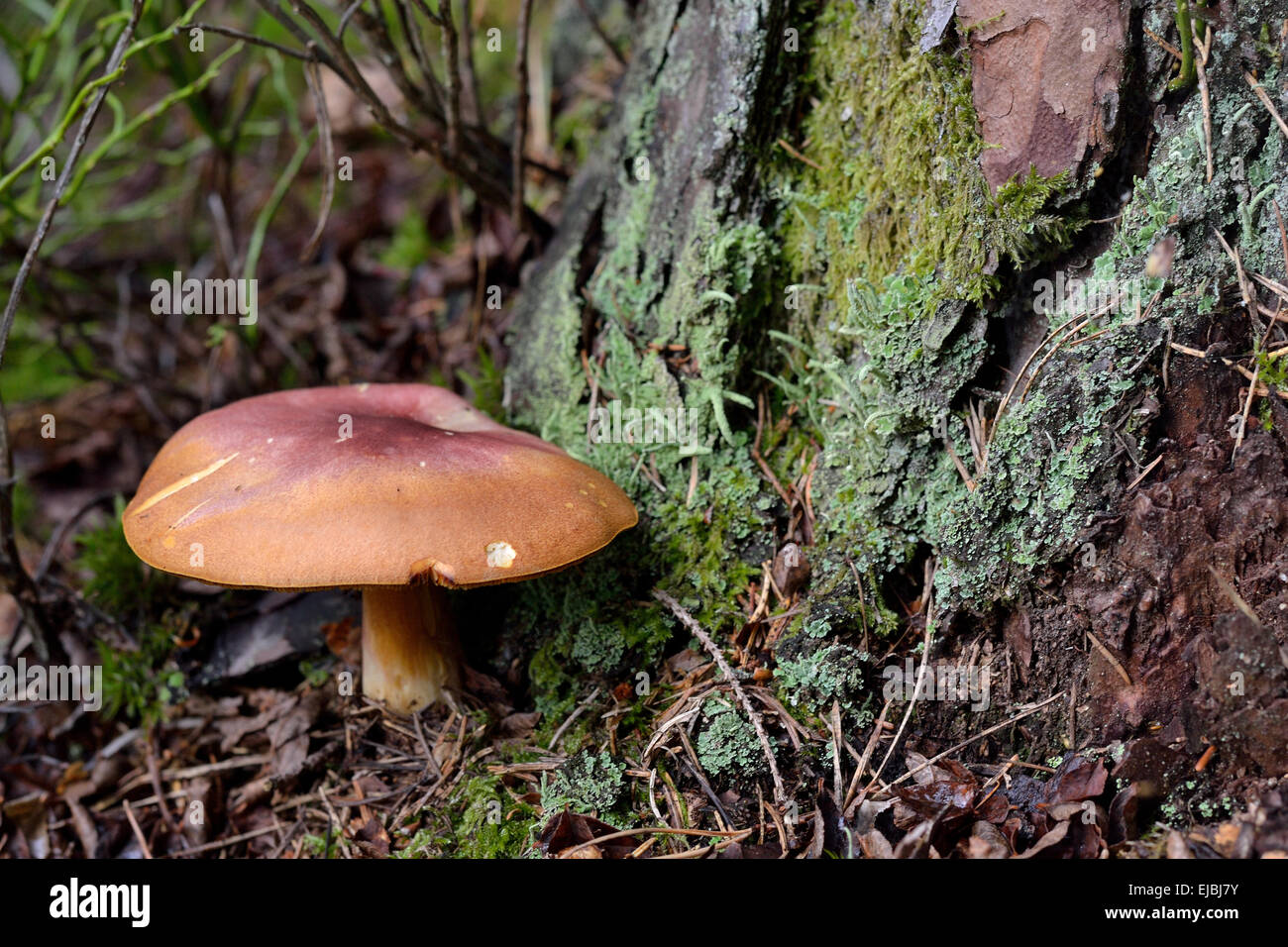 brown mushroom next to tree trunk Stock Photo