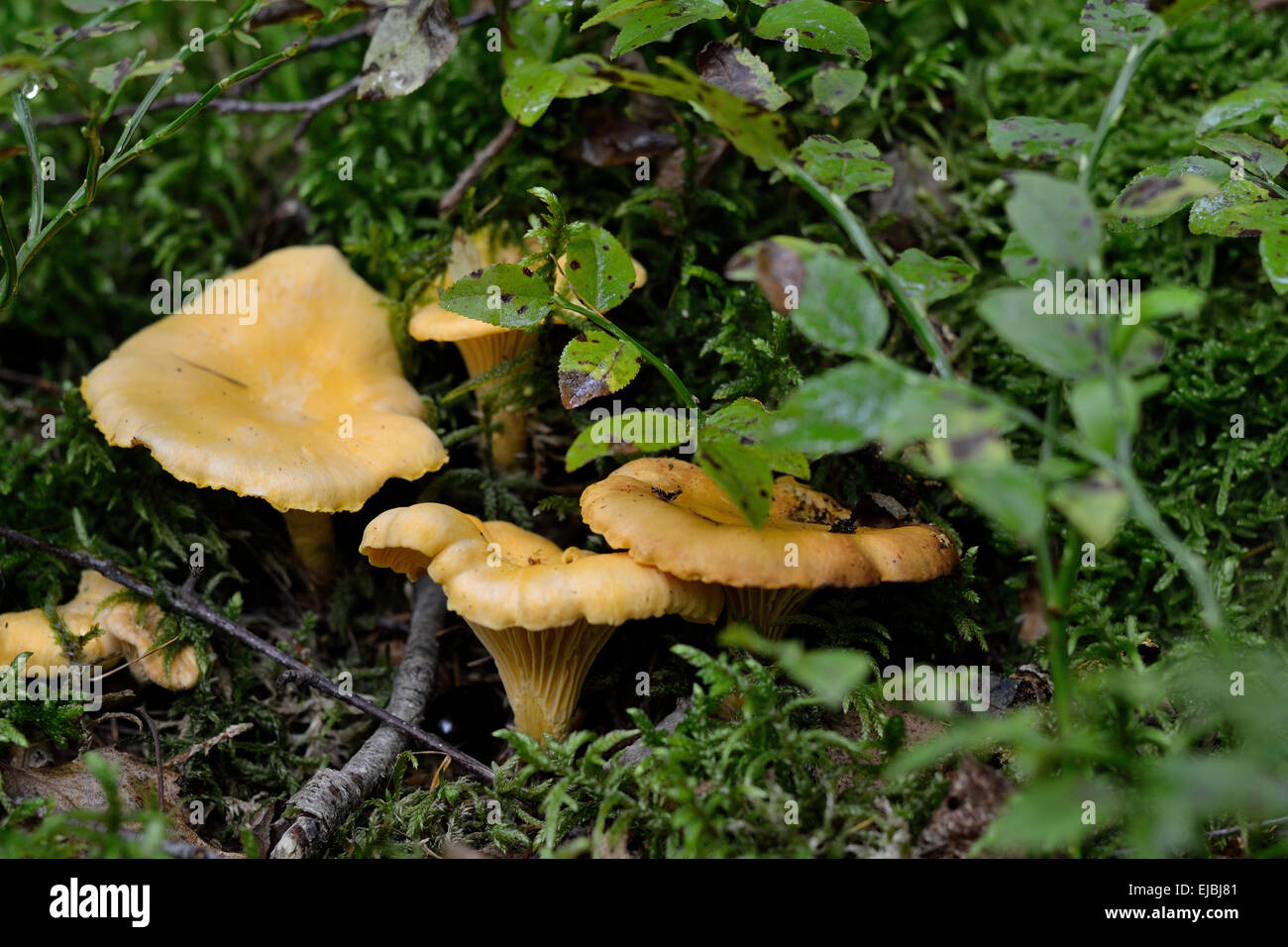 Chanterelles in the forest Stock Photo