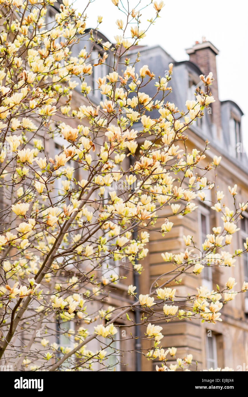 Blossoms of yellow magnolia tree in spring in Paris, France Stock Photo