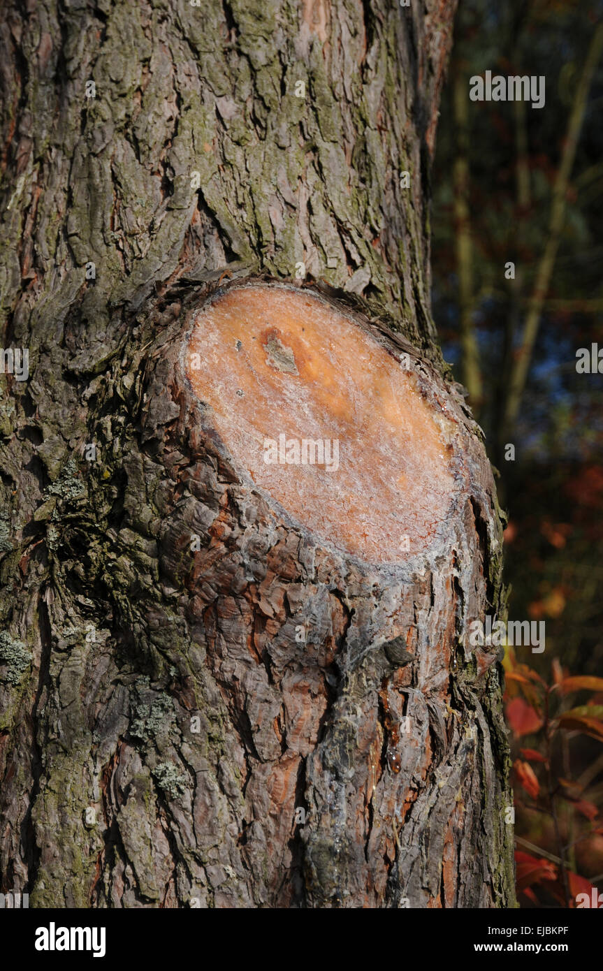 Scots pine, pitch Stock Photo - Alamy