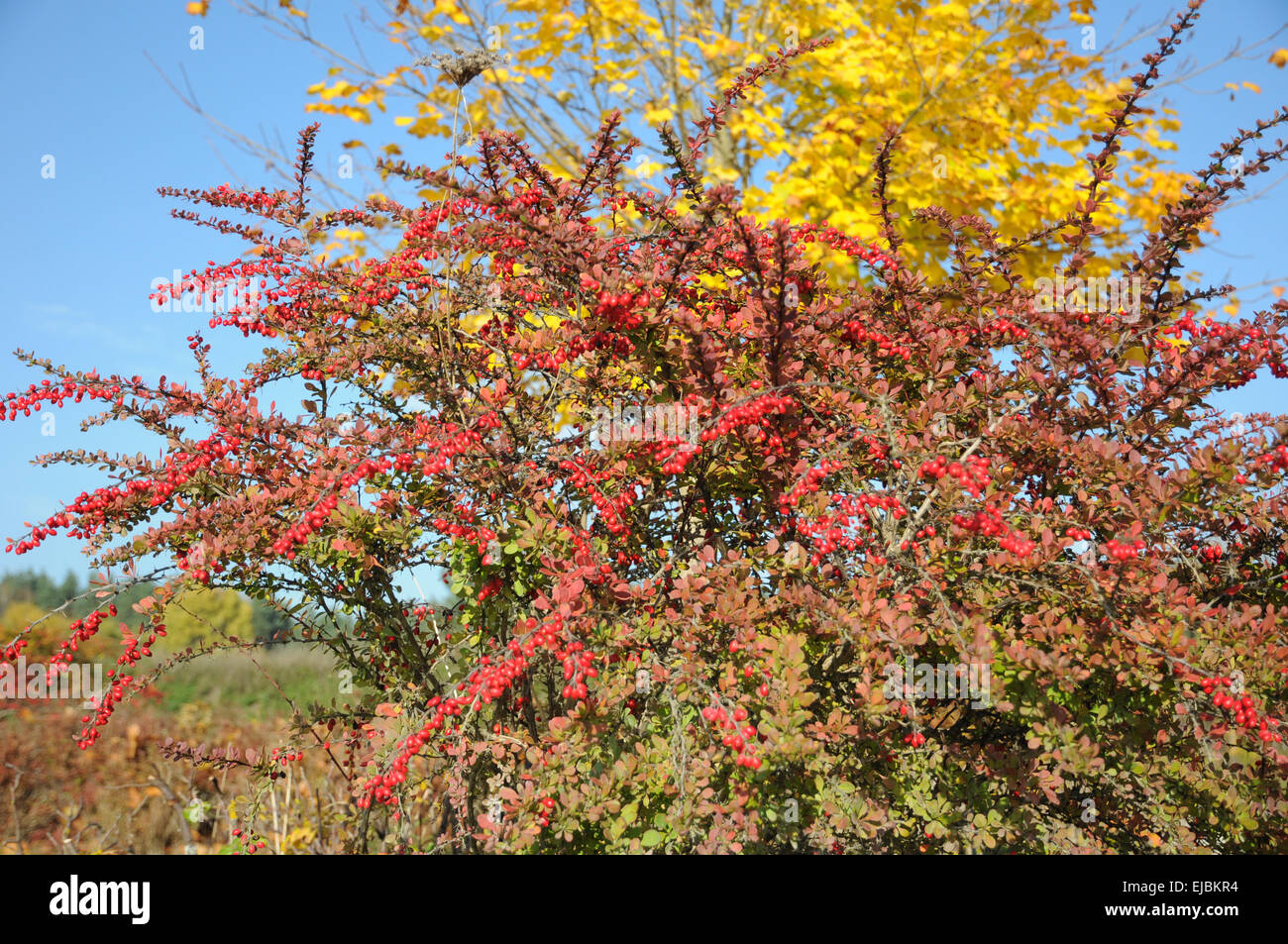 Red barberry Stock Photo