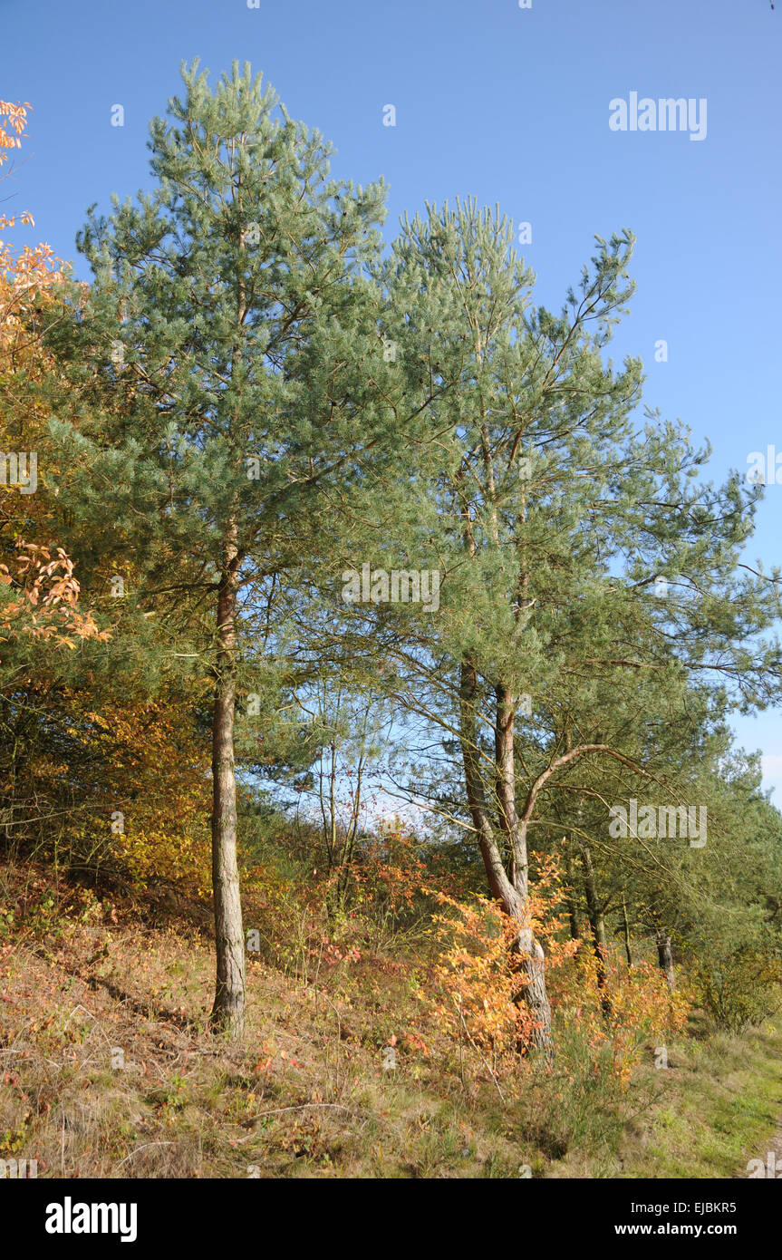 Scots pine Stock Photo Alamy