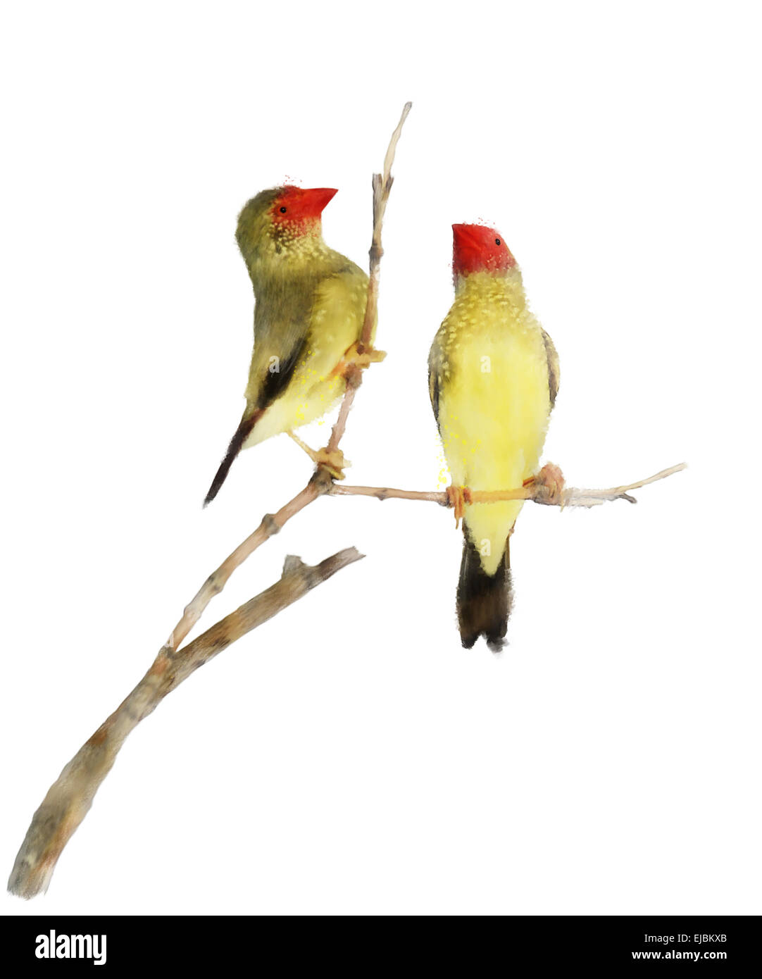 Star Finch Birds Stock Photo
